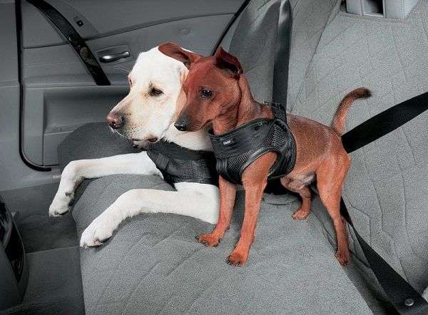 Правила перевозки животных в машине
